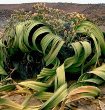 Welwitschia Tour